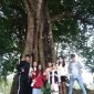 CÂY THỊ CỔ - NƠI TRỞ VỀ TUỔI THƠ
